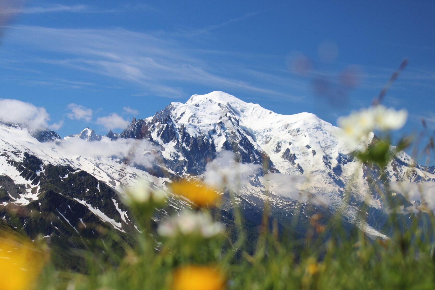Snow-capped Mont Blanc with wildflowers in the foreground