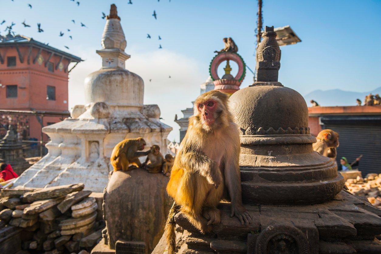 Monkey in Swayambhunath temple, Kathmandu, Nepal