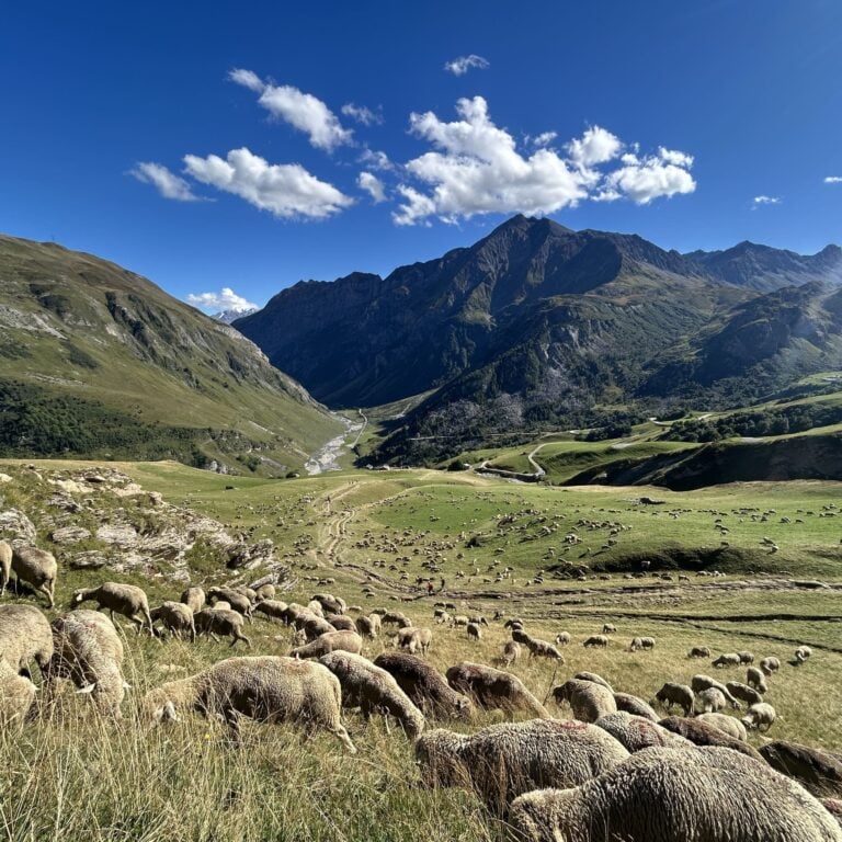 tons sheep alps