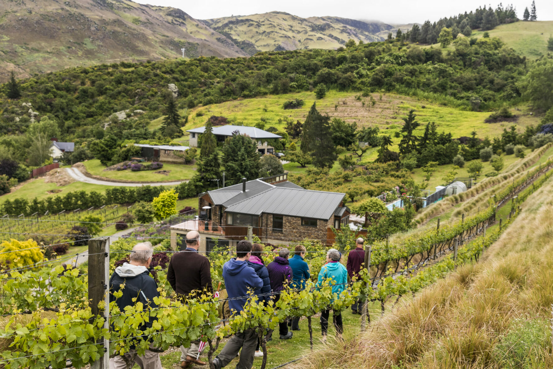 Vineyard in Otago