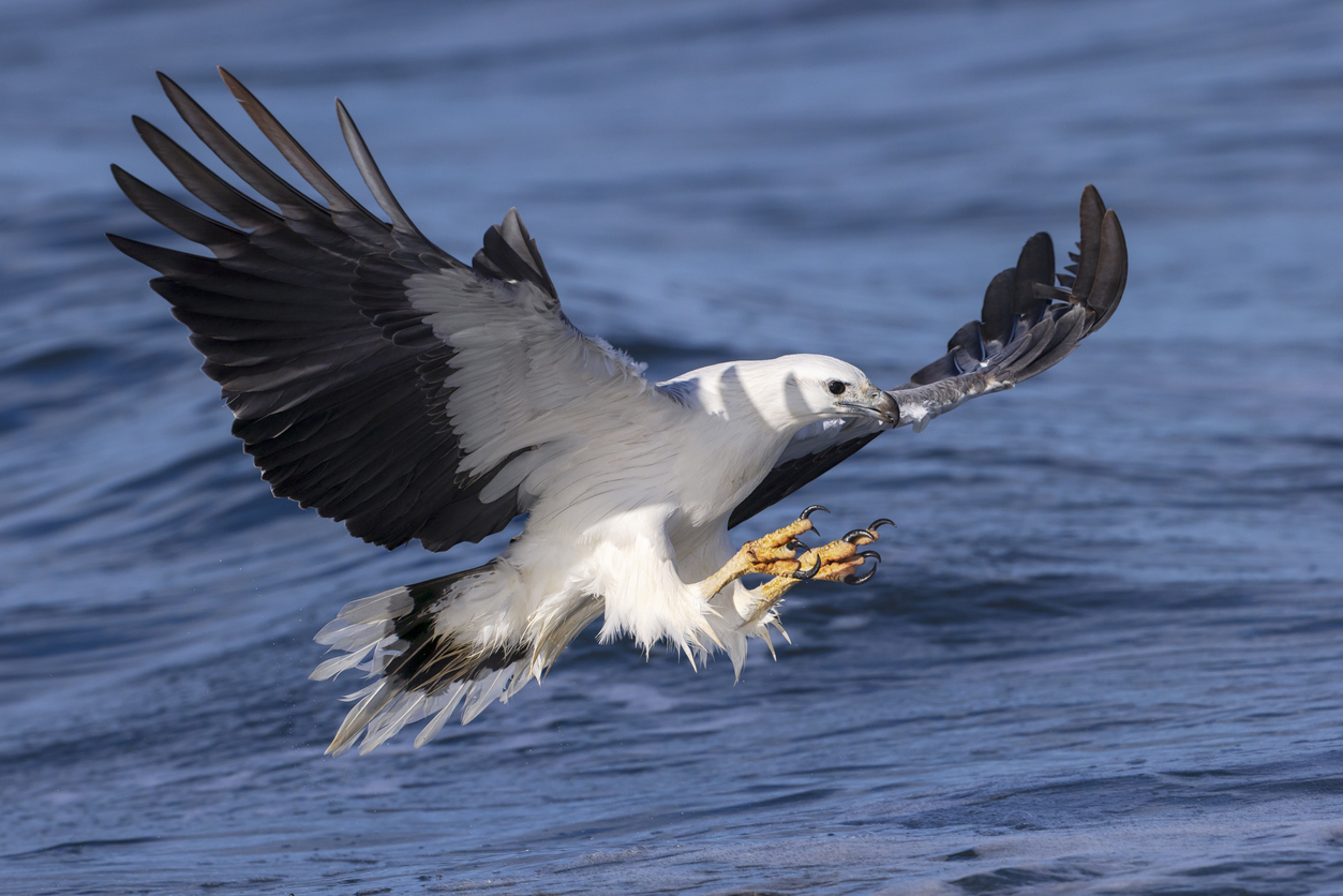 White bellied sea eagle
