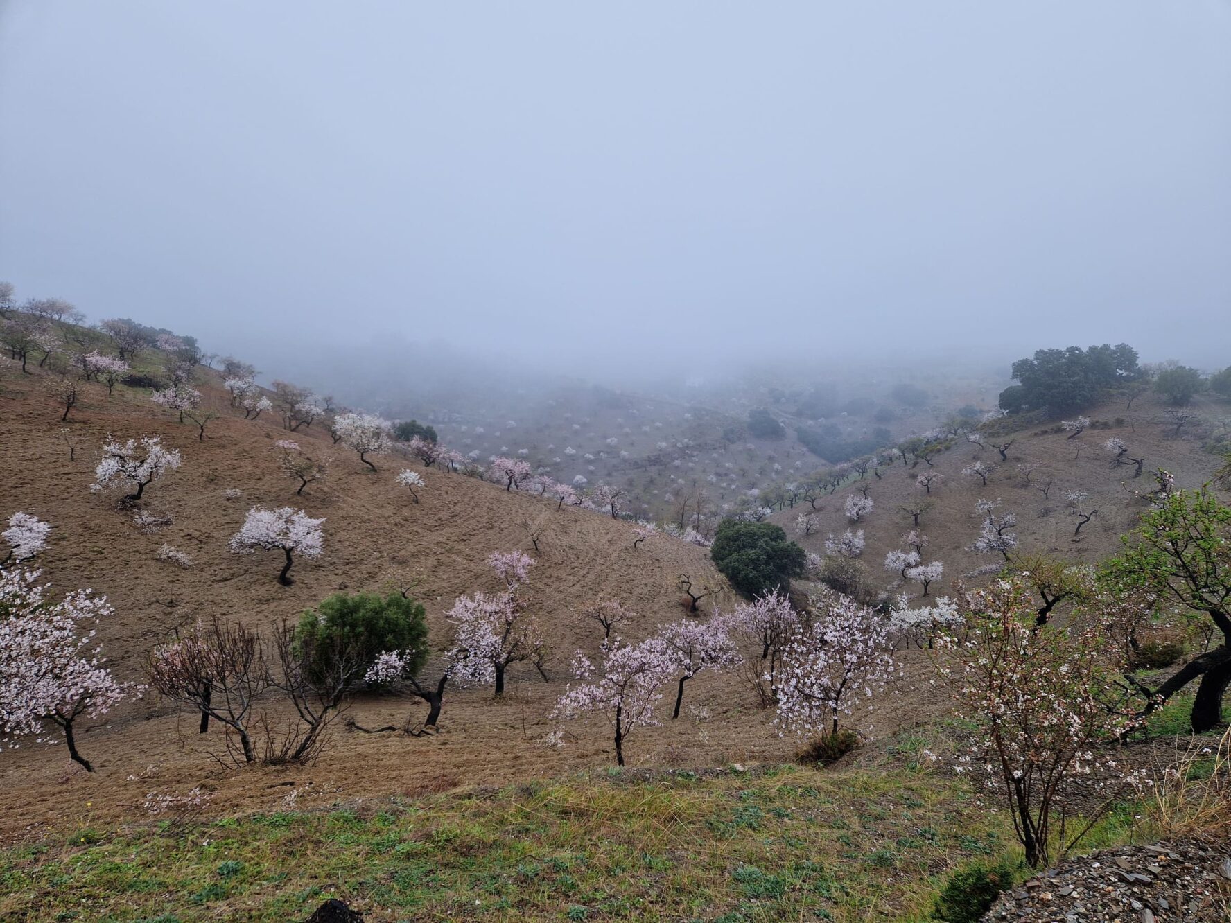 Almond blossoms in the fog
