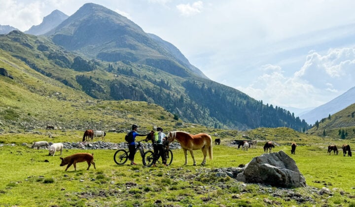 Bikers with horses and pigs