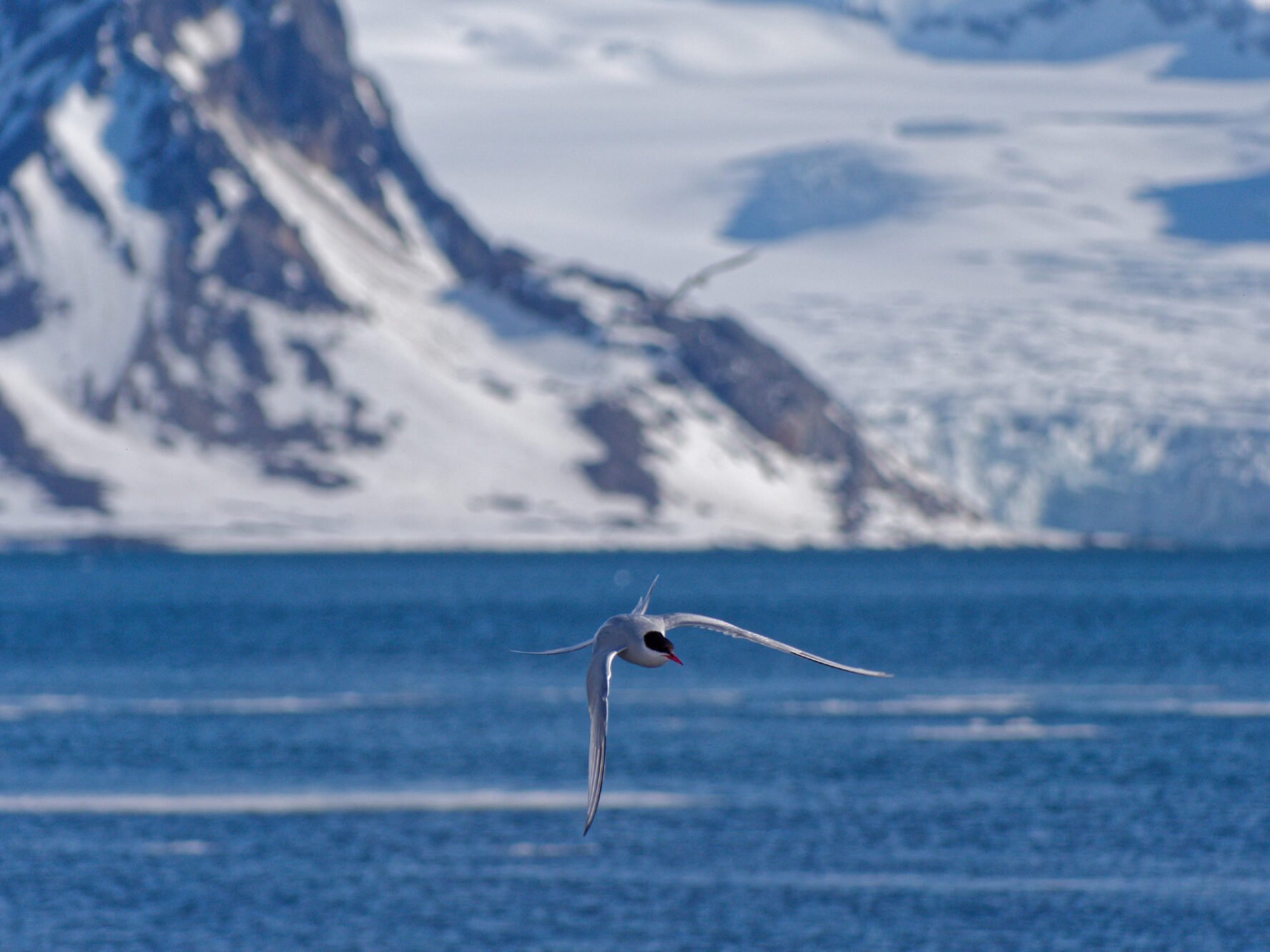 Bird in Svalbard on a sunny day