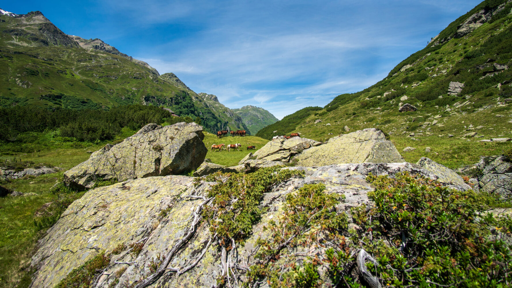 Cows view in the Alps