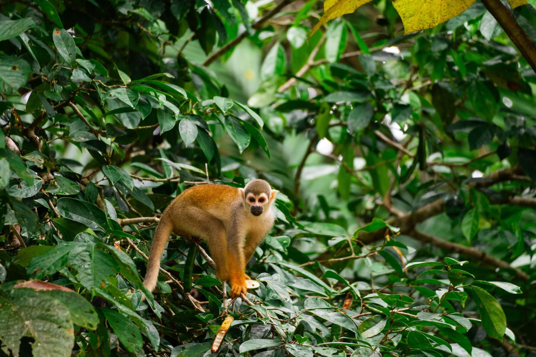 Cute monkey in Ecuador