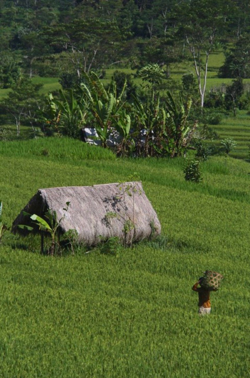 Field view, Bali