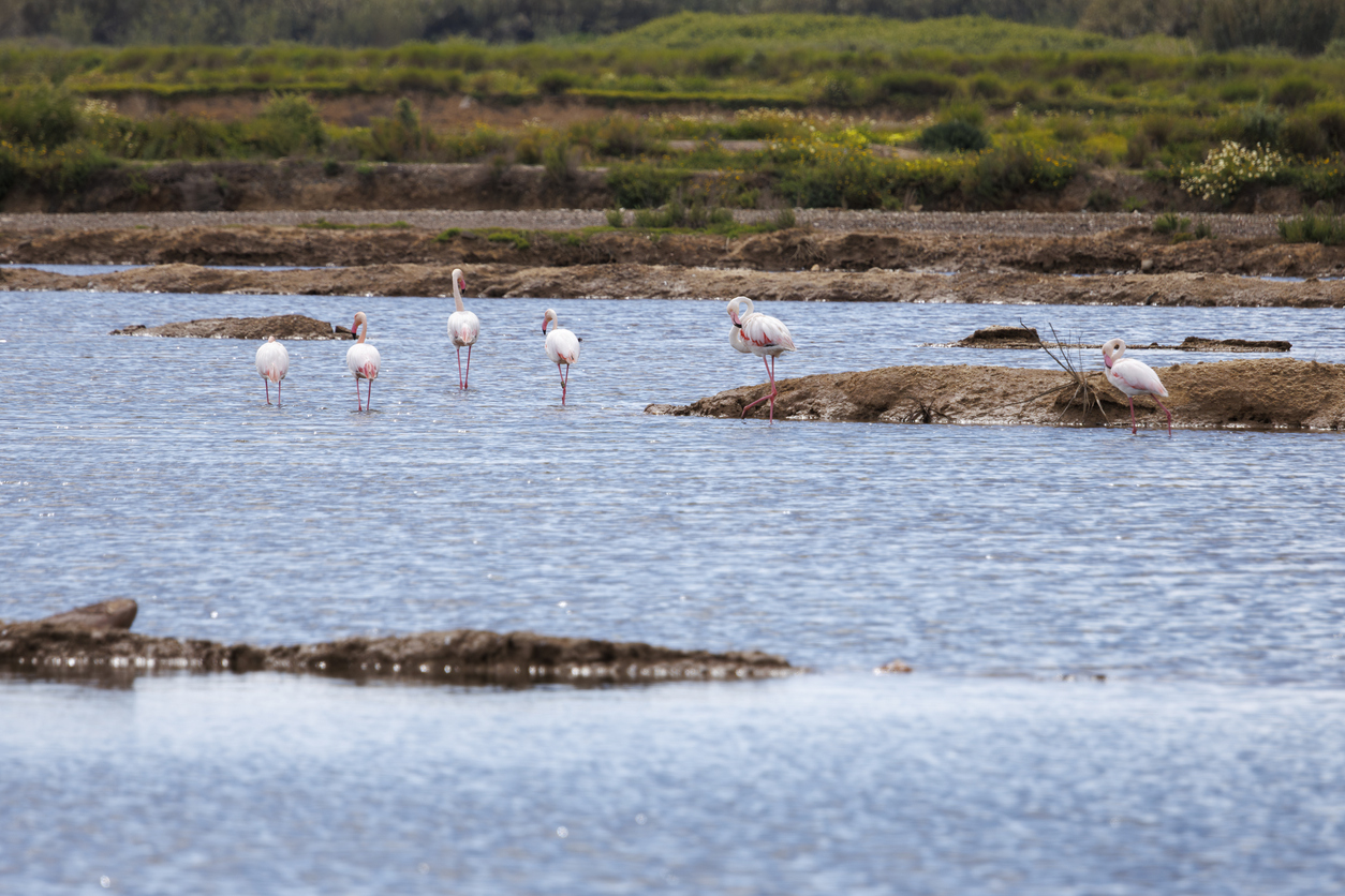 Flamingos in Tavira’s saltmarshes
