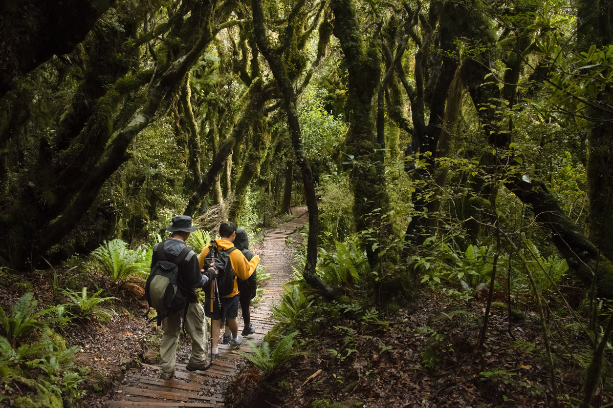 Hiking Mt. Taranaki surroundings