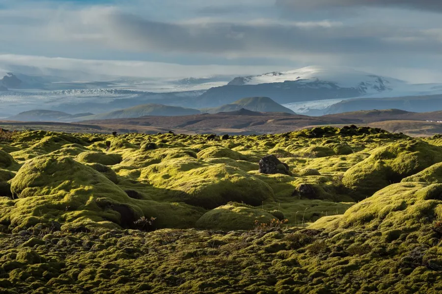 Green lava fields in Iceland