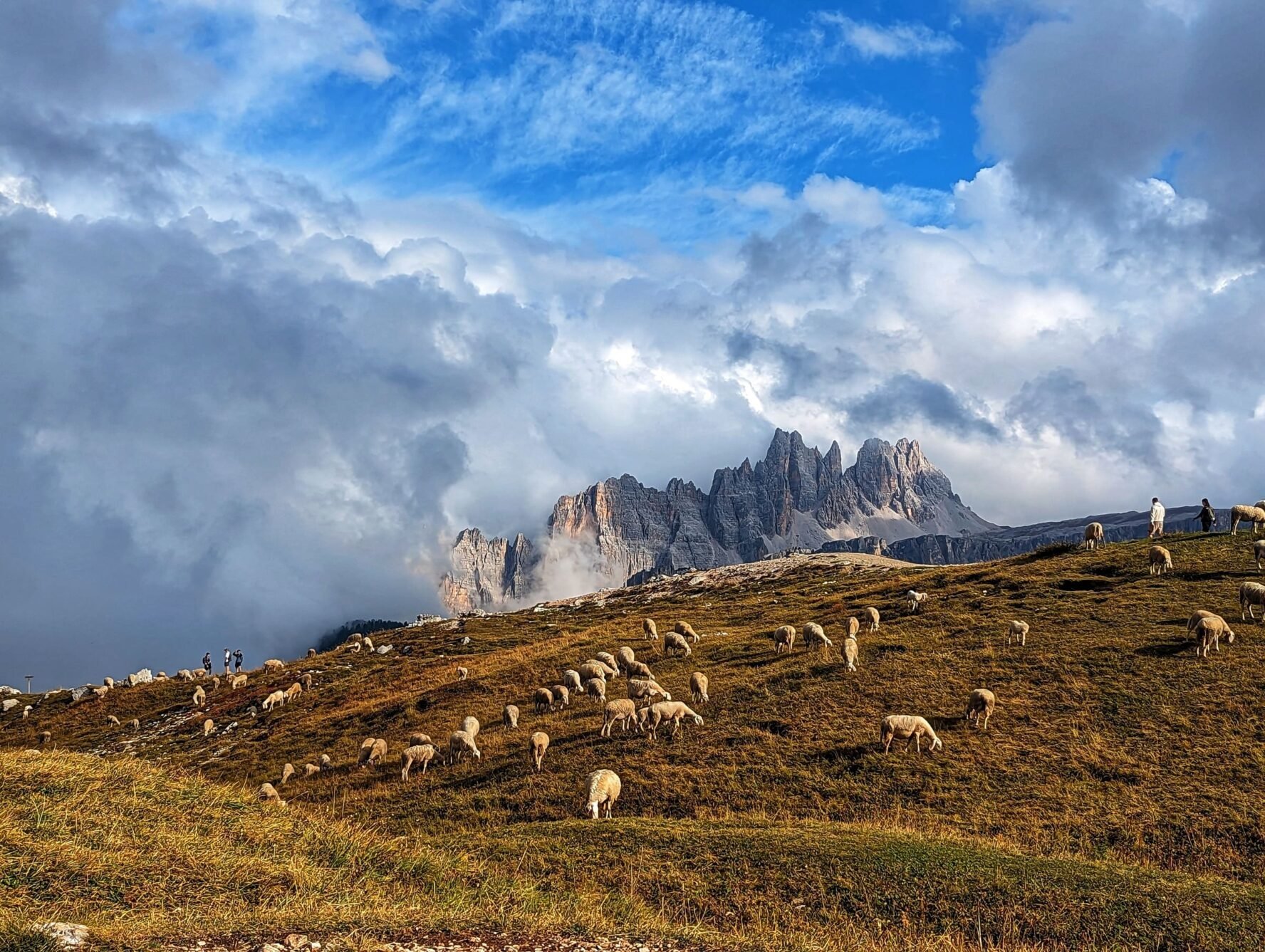 Mountain sheep in the Dolomites