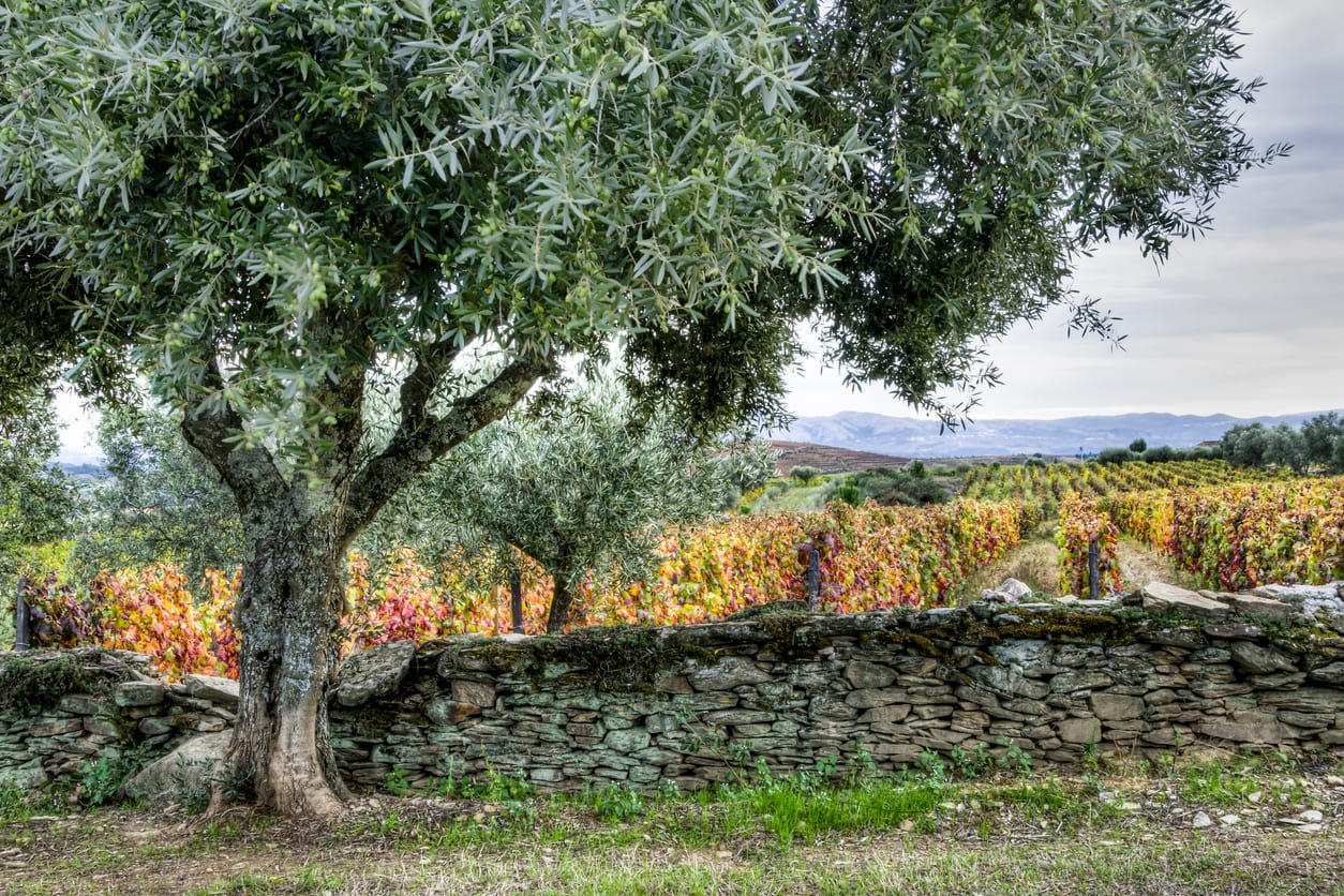 Olive tree in Portugal