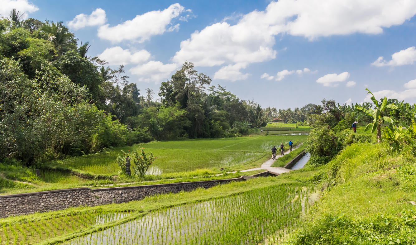 Rice fields near Ubud, Bali