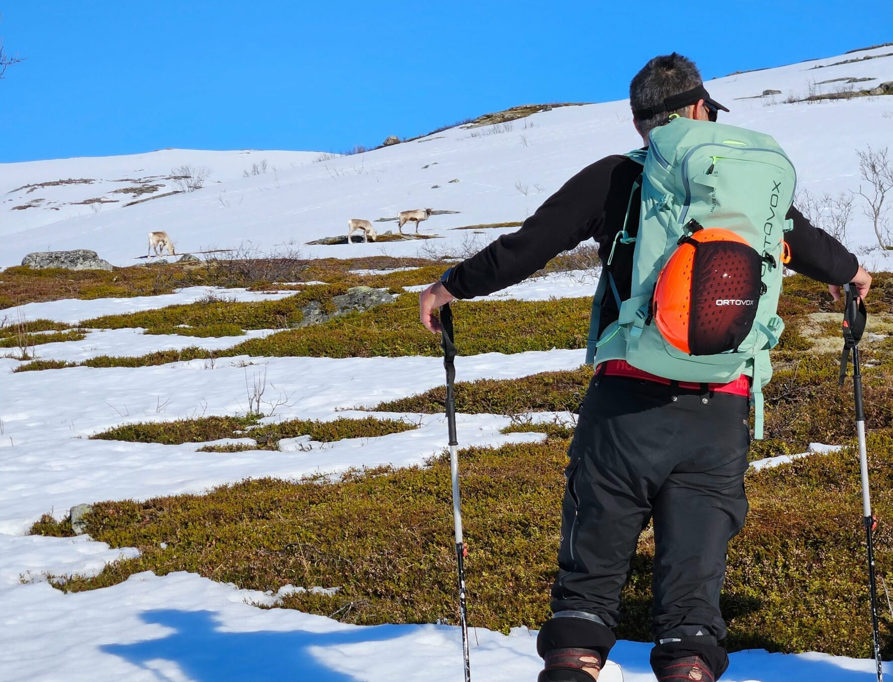 A skier facing reindeer on snowy mountain terrain in Norway