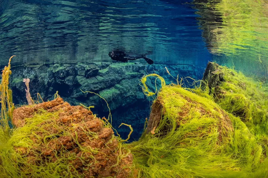 Snorkeling in Iceland with seaweed