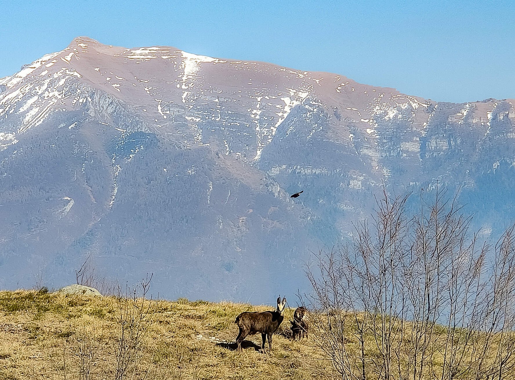 Two chamois on a hillside with mountains in the background