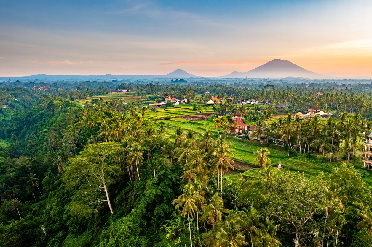 Ubud, rice and palms