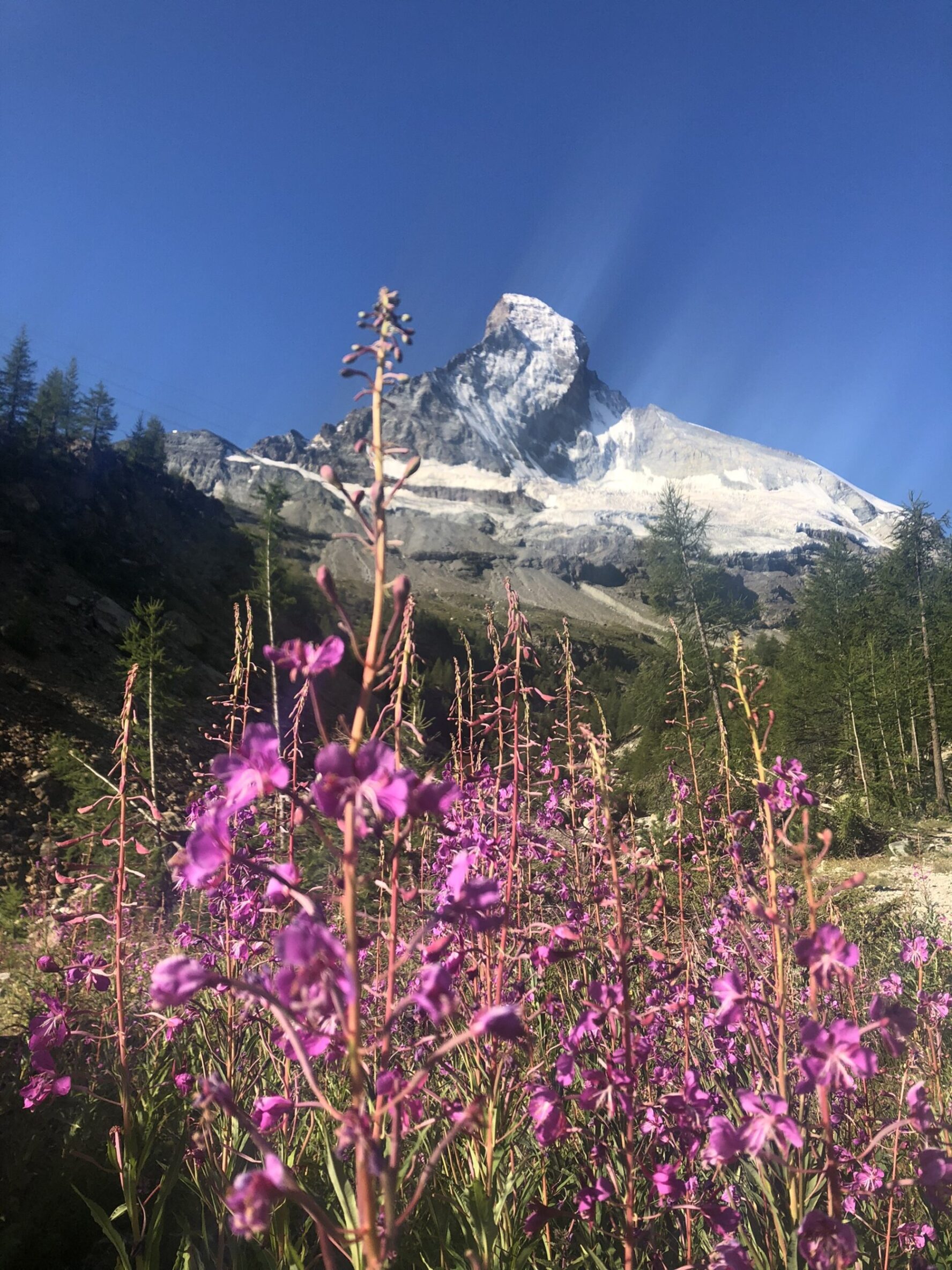 View of the Matterhorn behind flowers