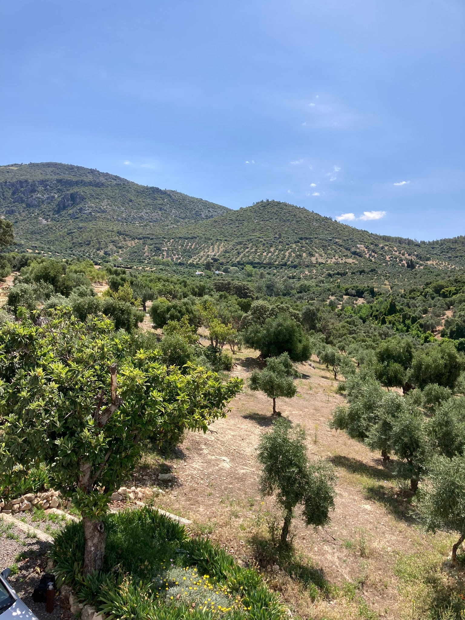 Andalusia olive groves