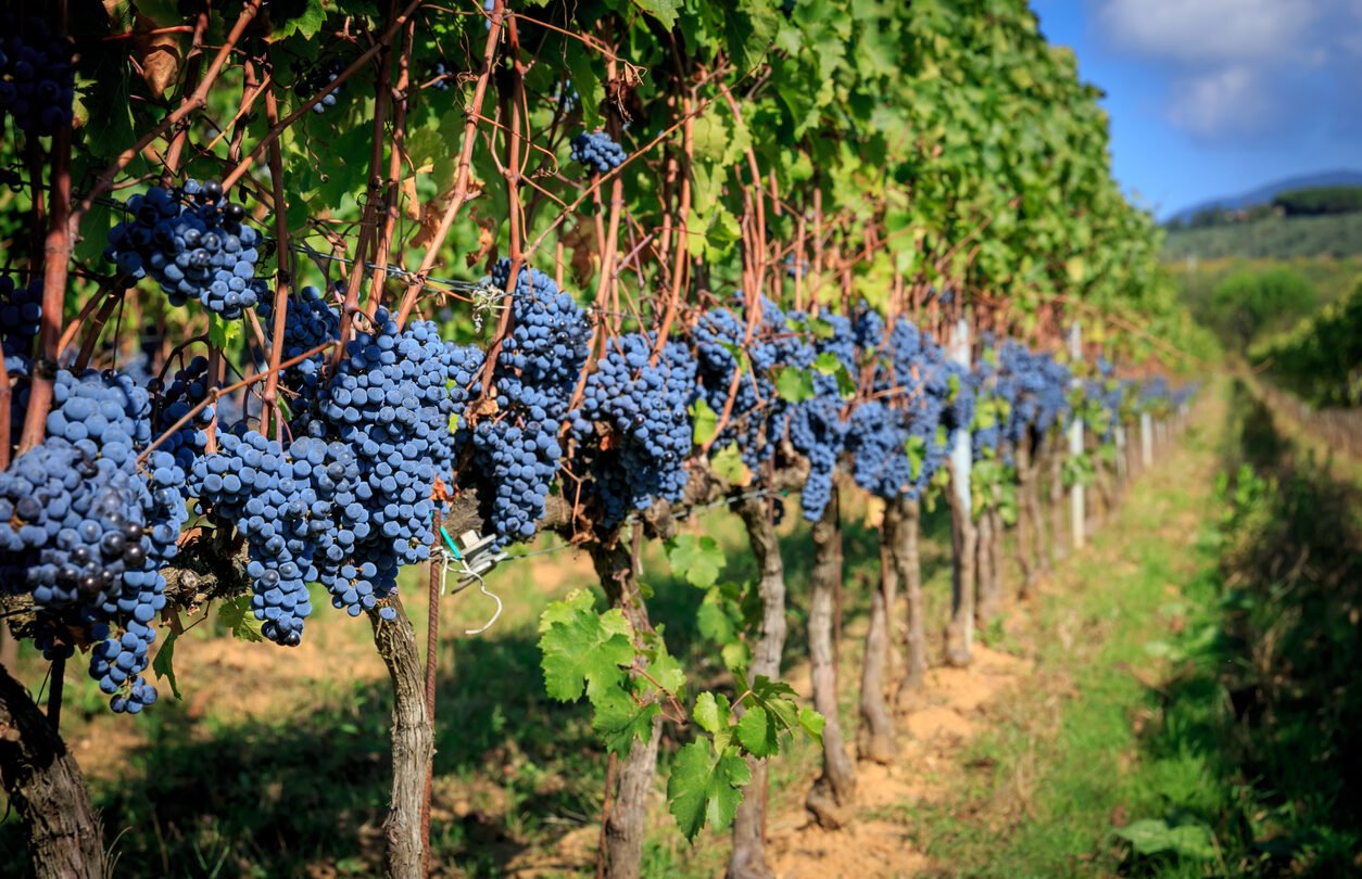 Chianti vineyard