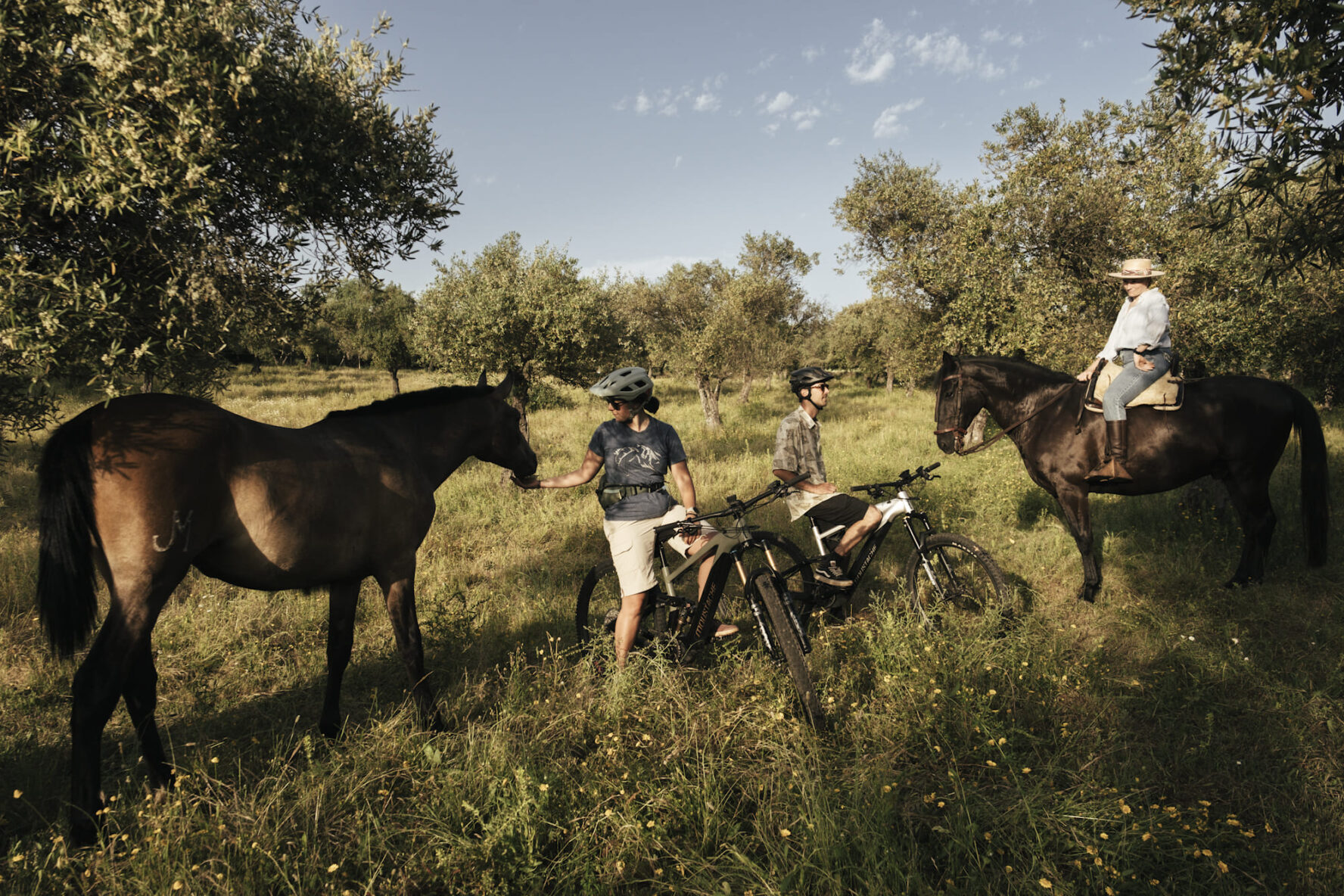 Cute horses Andalucia