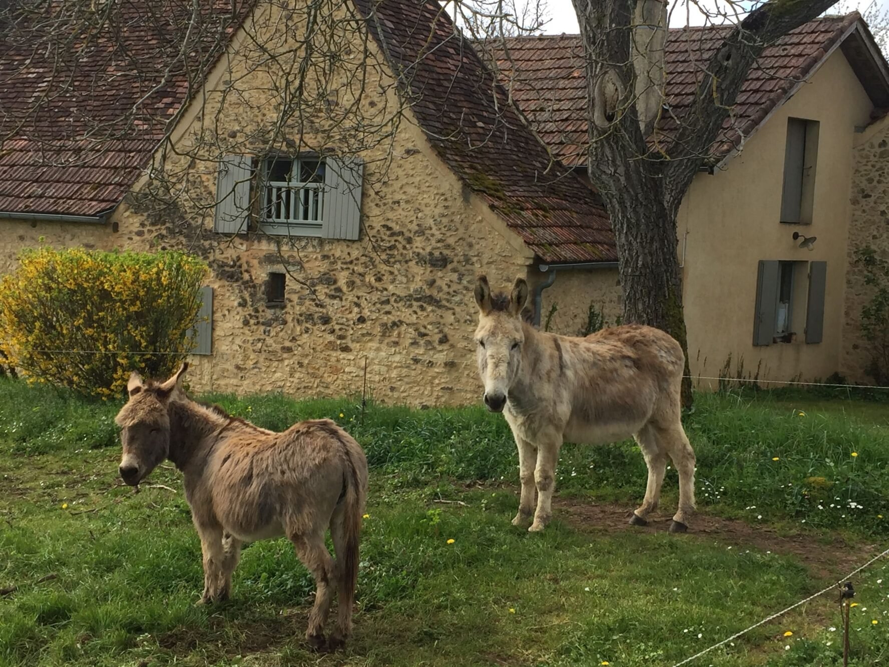Cute ponies in Dordogne