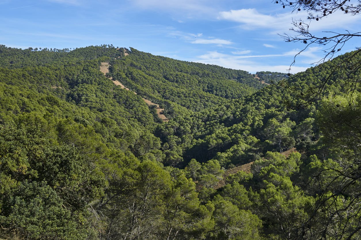 Pine forest in Sierra de Grazalema natural park