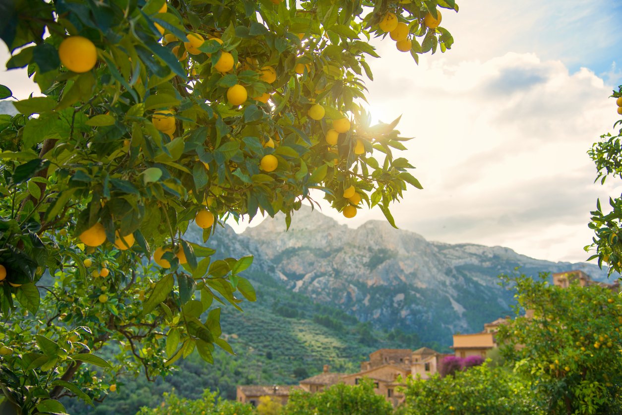 Typical view in Orange farm at Fornalutx, Mallorca Spain