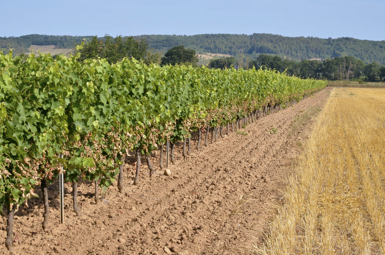 Gaillac vineyards, France