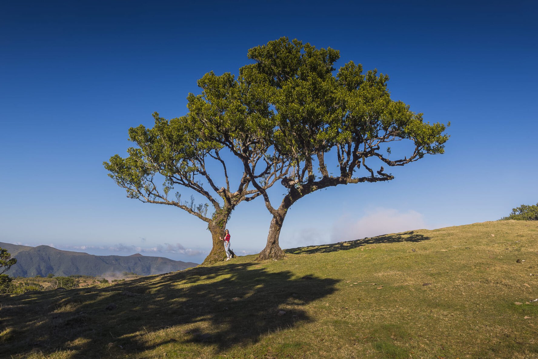 Hiking near a tree