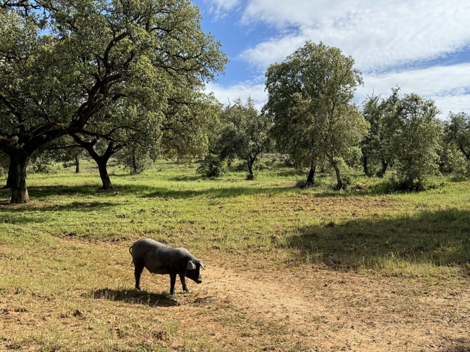 An Iberian pig in a field in Andalucia