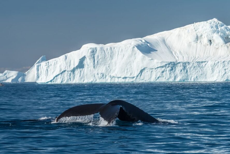 Icefjord and a whale - arctic kayaking