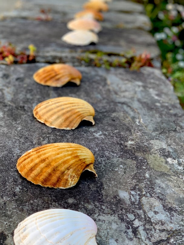 Walking the Last 100km of the Camino de Santiago: Earn Your Compostela