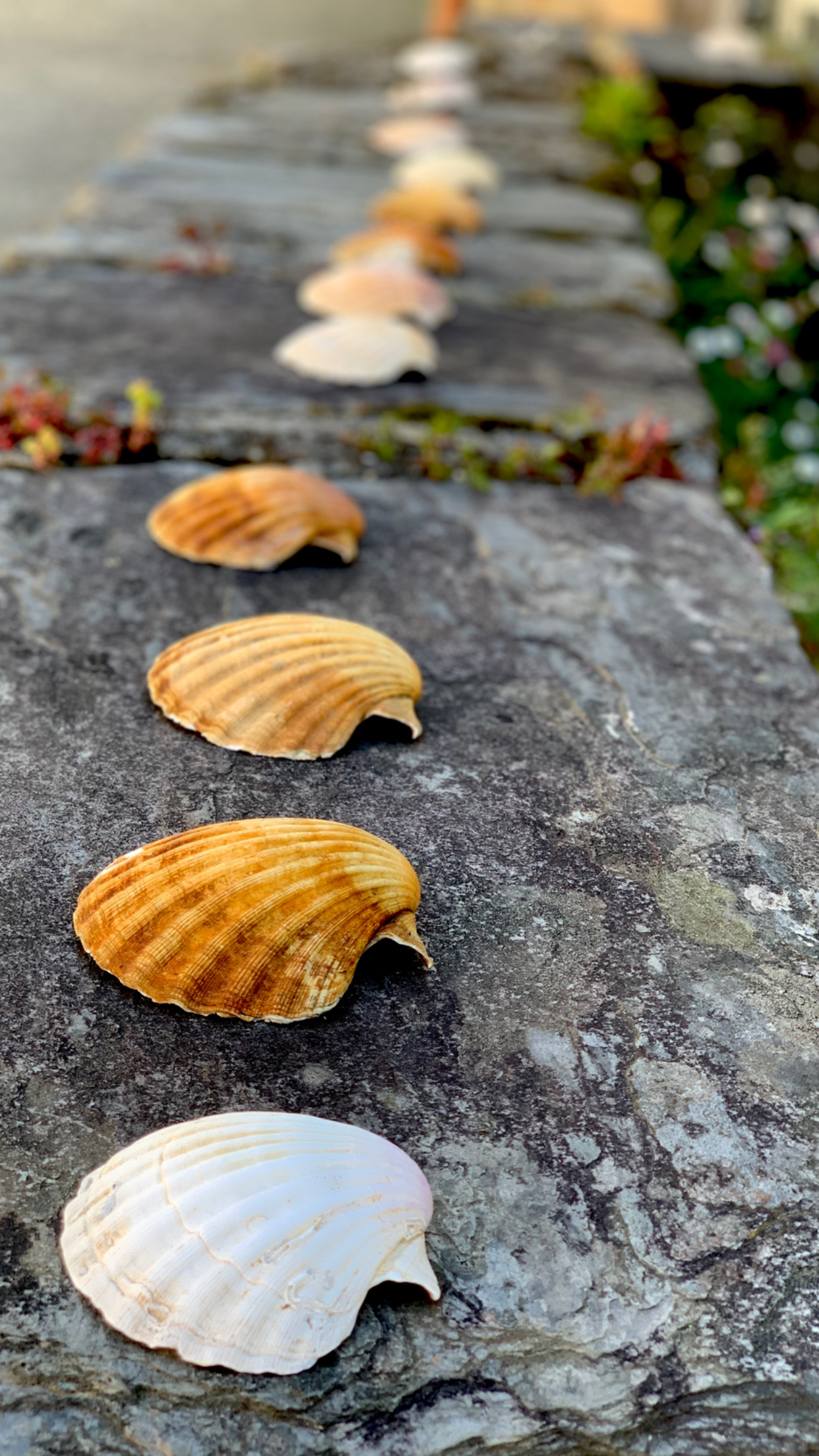 A line of seashells, symbols of the Camino, on a stone ledge