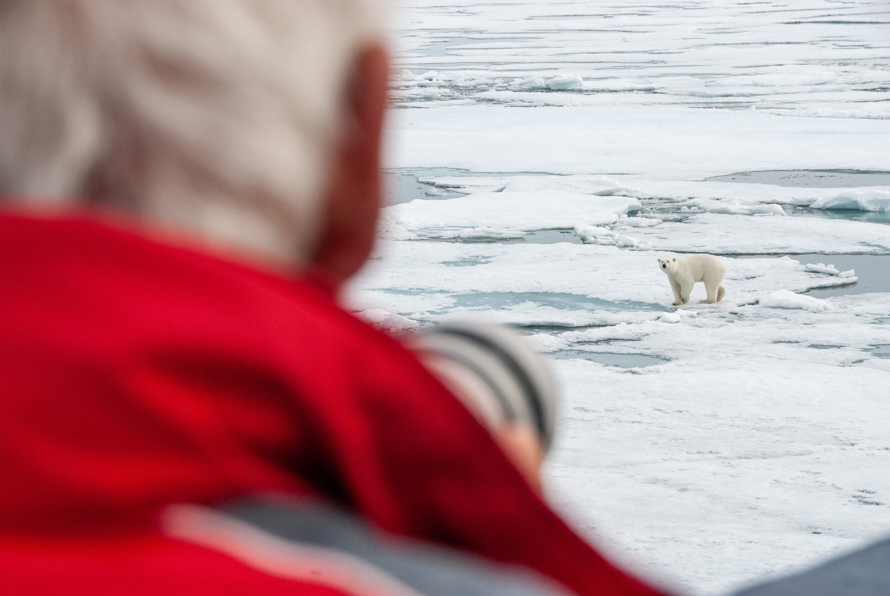 Man photographing a polar bear on ice
