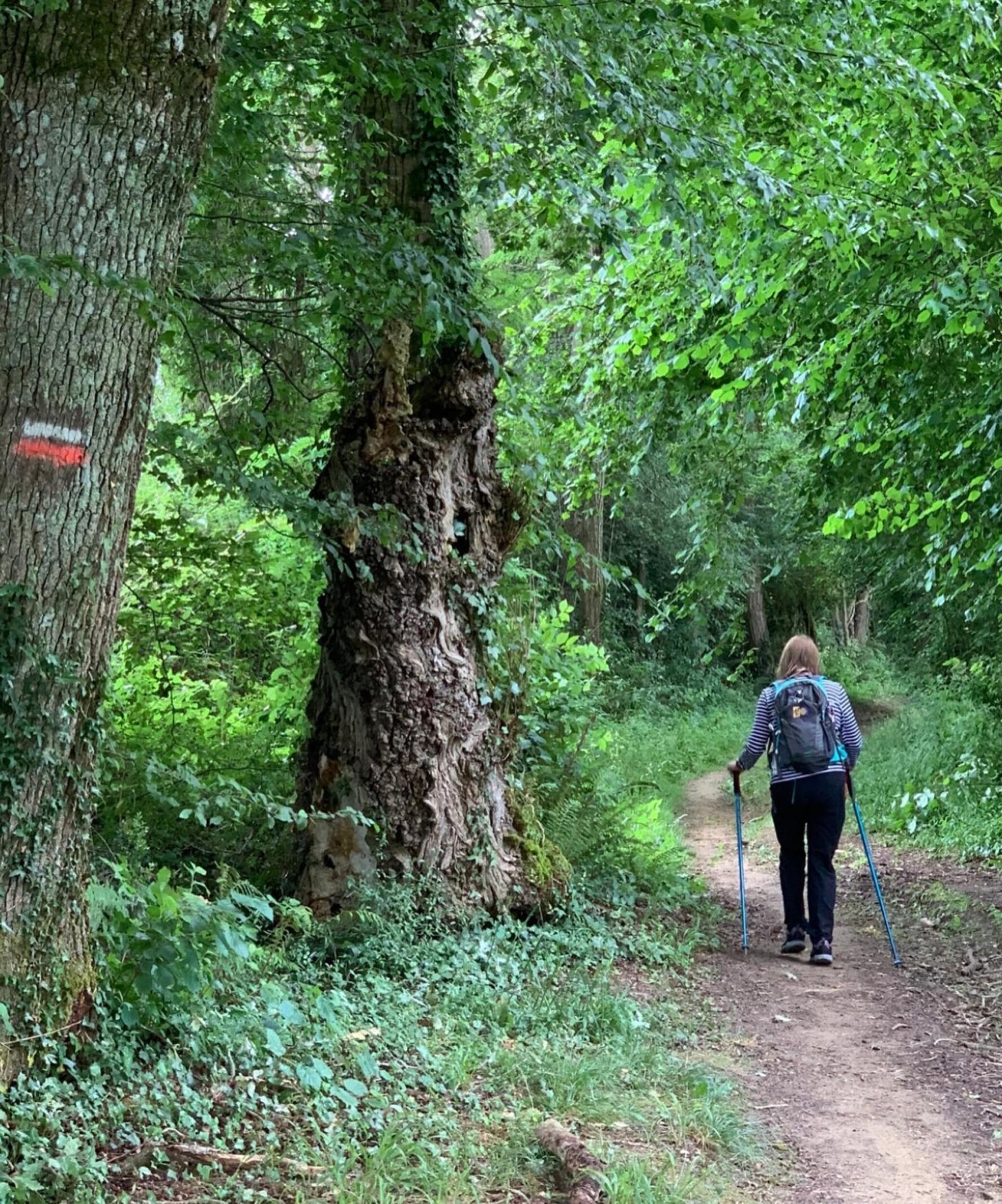 Pilgrim in a lush green forest with trail markers on a tree