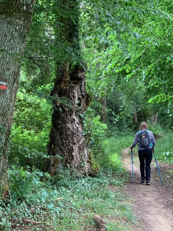 Walking the Last 100km of the Camino de Santiago: Earn Your Compostela