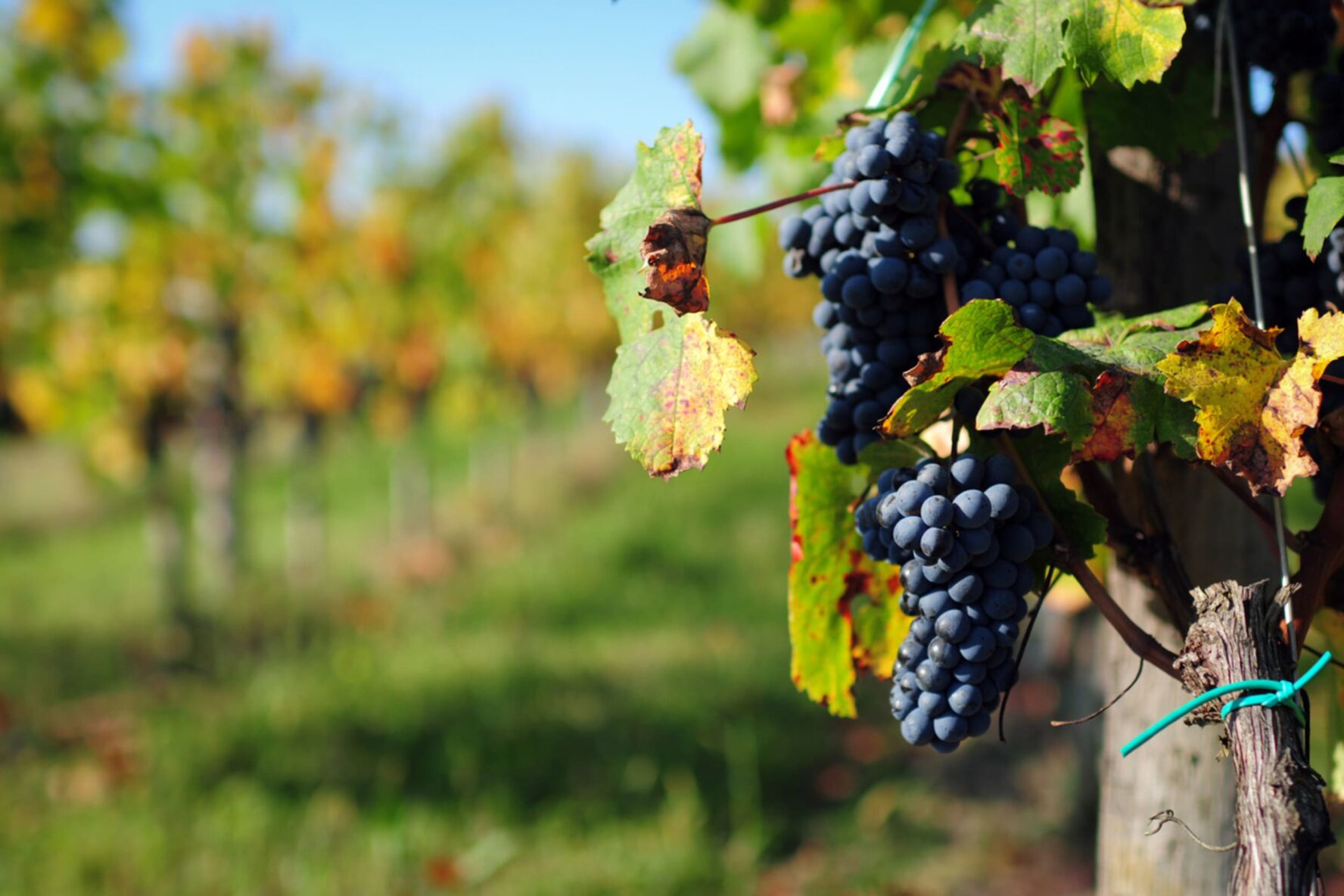 Red grapes, Bordeaux