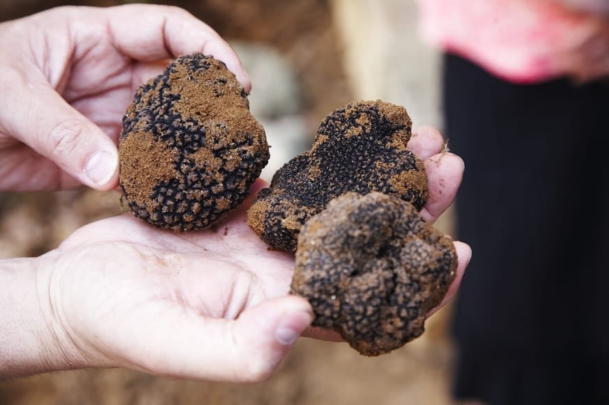 Truffles in Dordogne