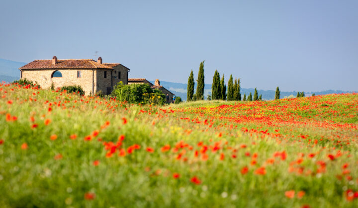 Tuscan red poppies
