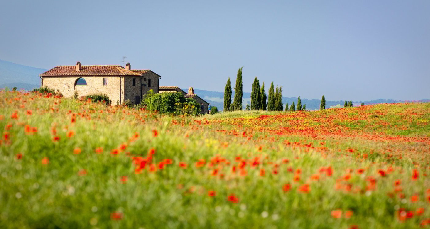 Tuscan red poppies