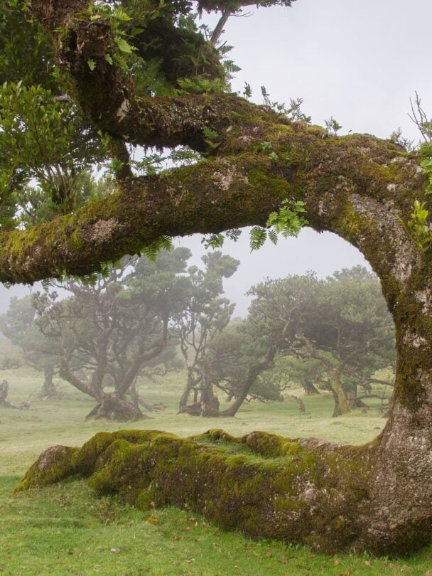 Best of Madeira hiking tour