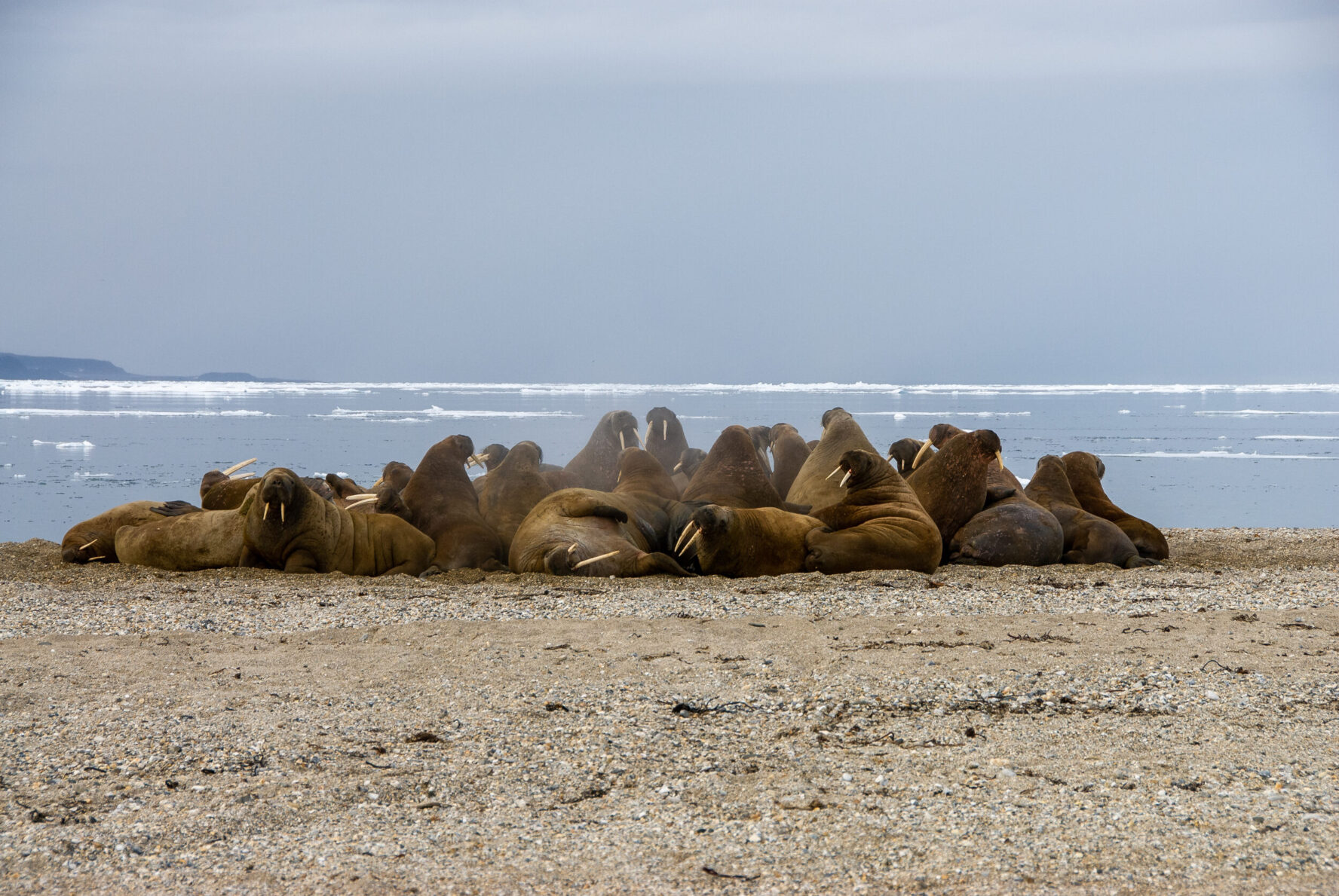 Walruses lounging on a pebbly beach