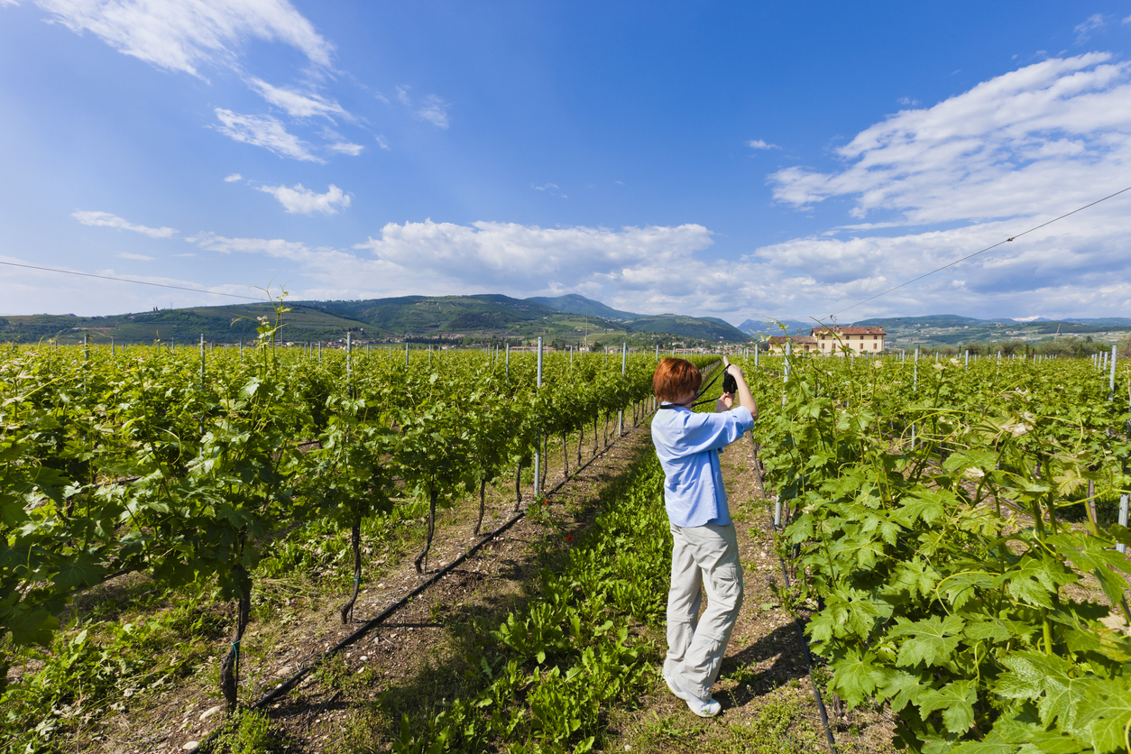 Woman in vineyard