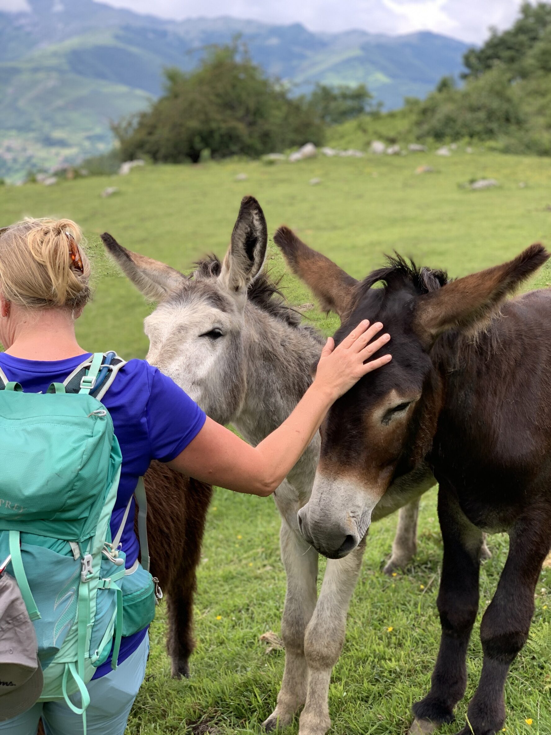 Woman petting two donkeys in a green field