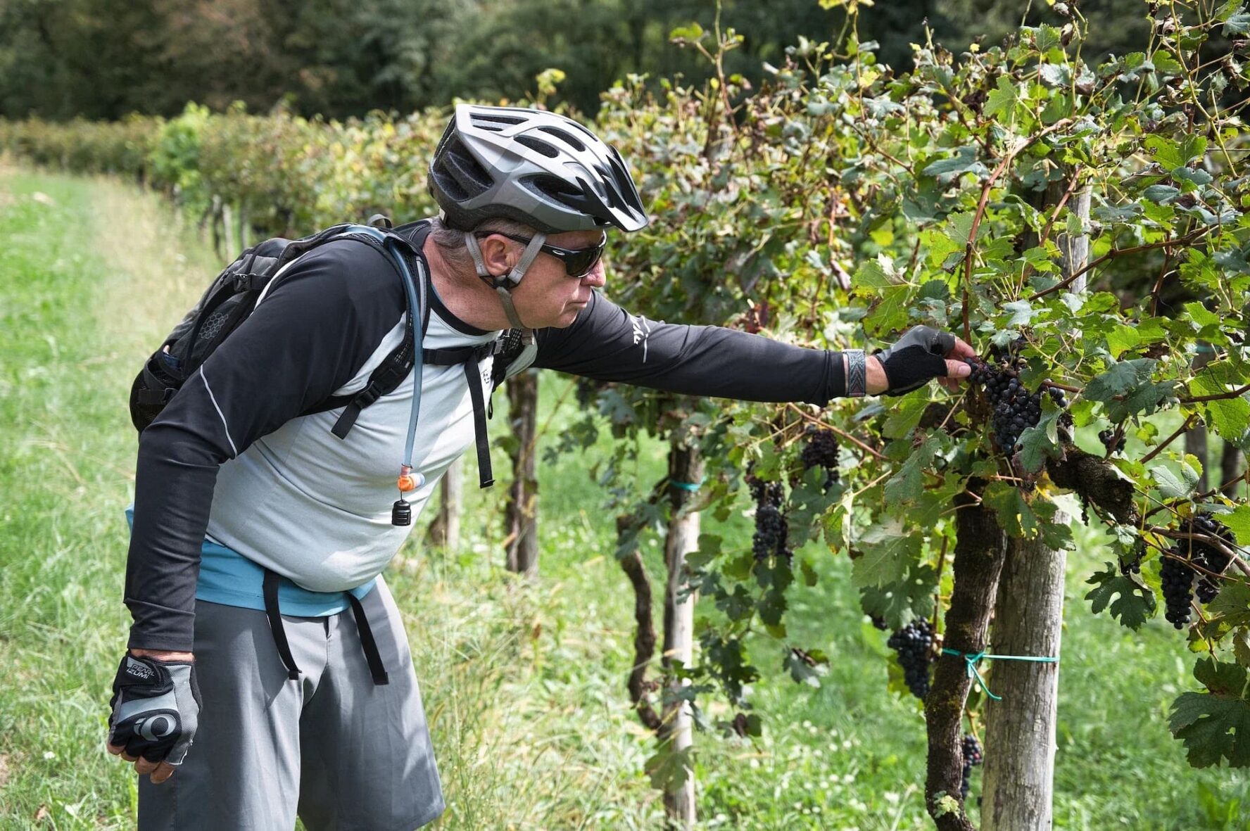 Biker in a vineyard in Slovenia