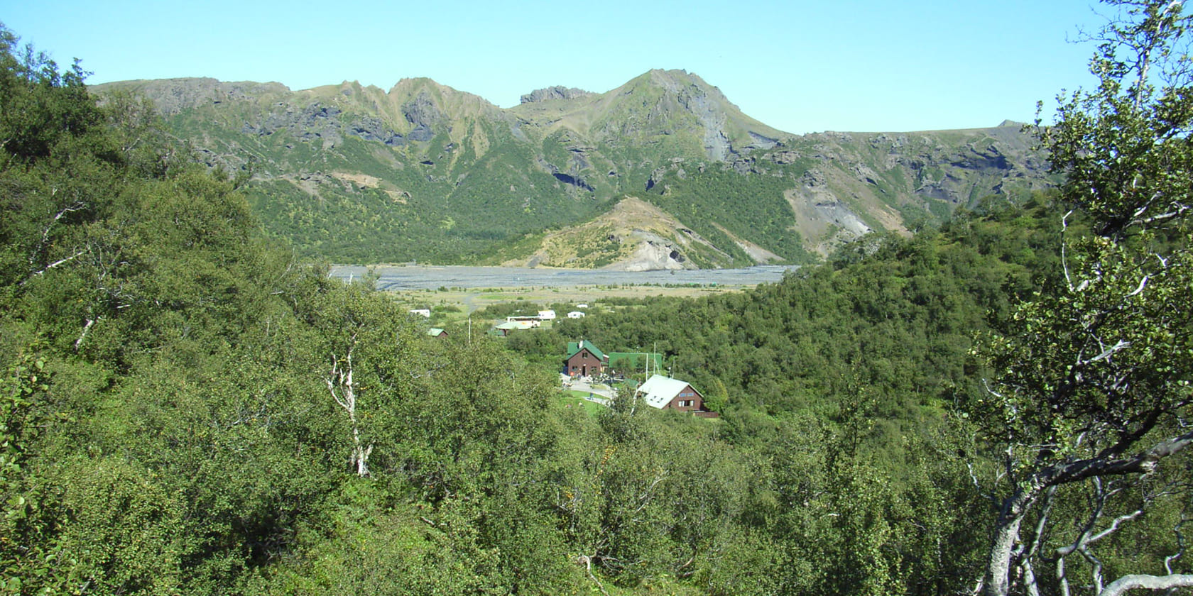 Birch forest in Iceland
