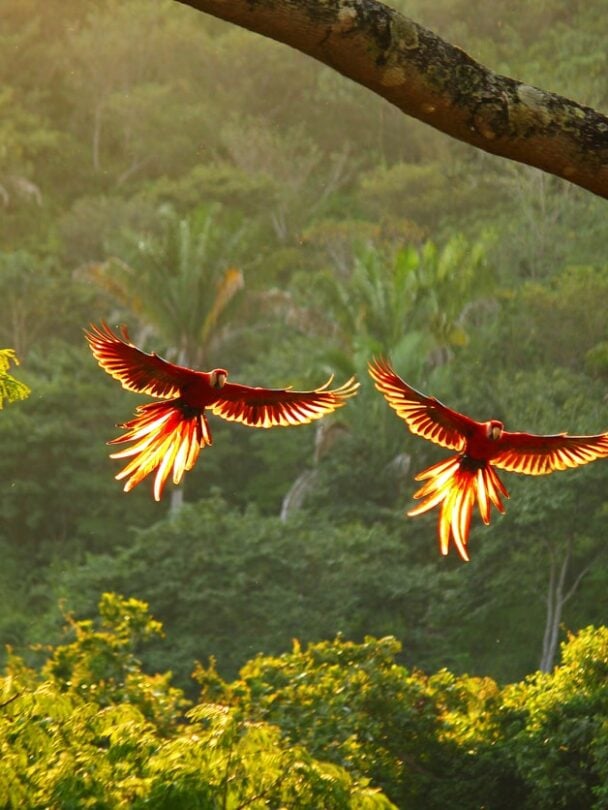 Corcovado national park tour