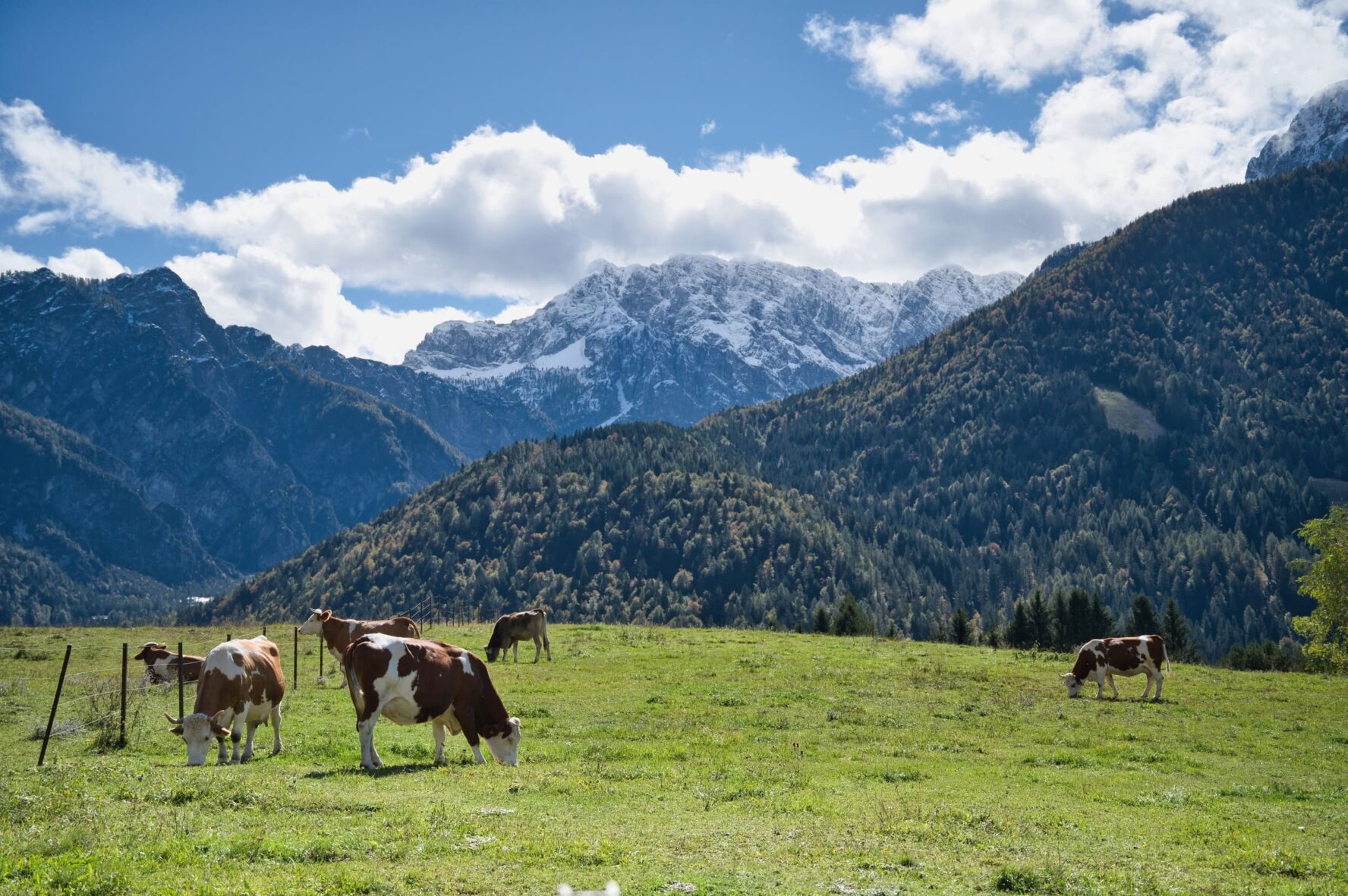 Cows grazing in a green field near the Julian Alps