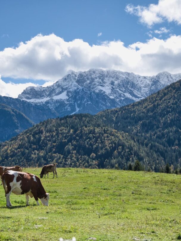 Guided cycling through Slovenia, Austria, and Italy